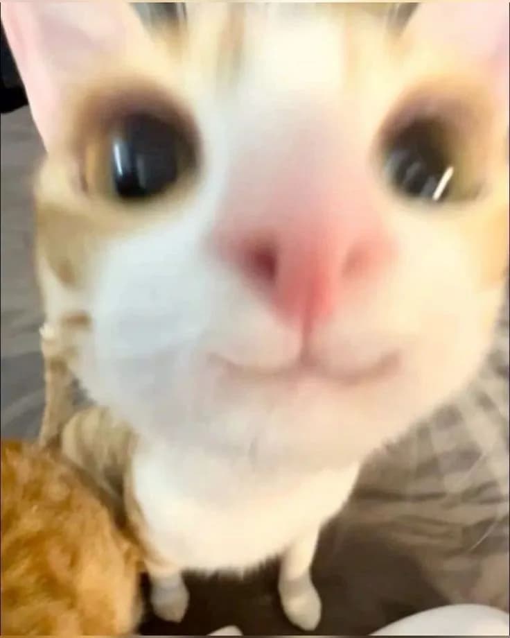 why is this in my camera roll